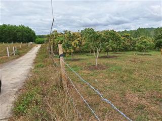 Cho thuê dất trồng cây để làm trang trại rau sạch hoặc sản xuất nông nghiệp