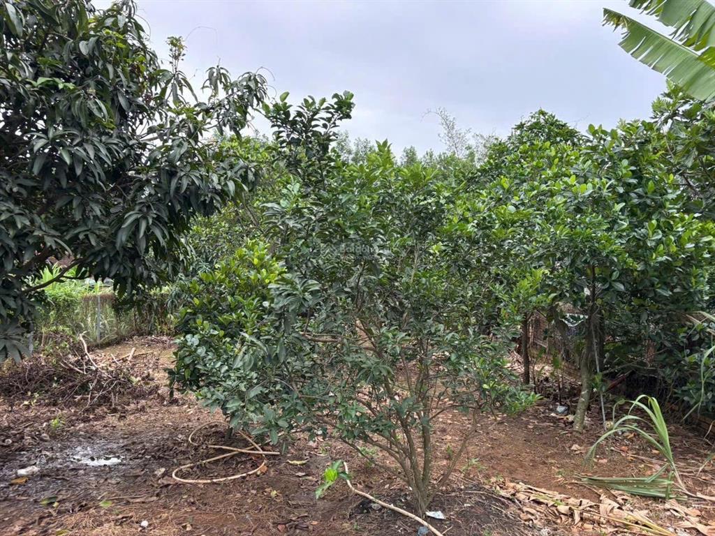Bán đất vườn diện tích lớn giá tốt thiện tân cũ (nay thuộc phường trảng dài) thông