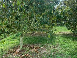 Vườn sầu riêng 3,1 sào có 35 cây thu