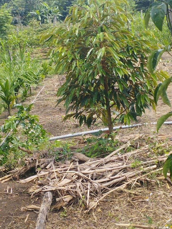 Đất trồng cà phê, sầu riêng giáp suối lớn