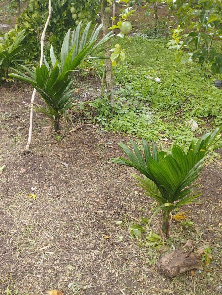 Đất trồng cà phê, sầu riêng giáp suối lớn