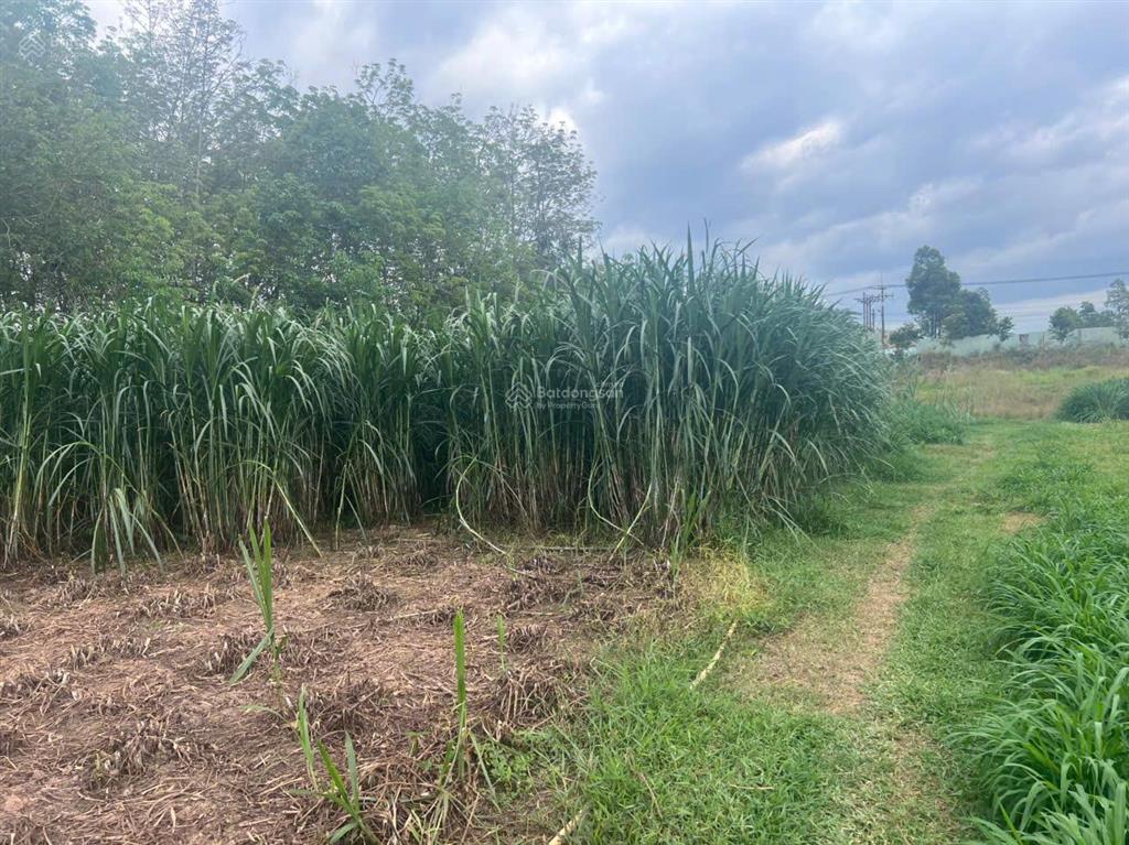 Siêu phẩm củ chi 3812m2 nguyễn thị dòn  có 823m2 thổ cư  bank cho vay 13 tỷ!