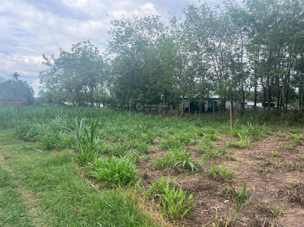 Siêu phẩm củ chi 3812m2 nguyễn thị dòn  có 823m2 thổ cư  bank cho vay 13 tỷ!