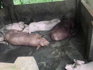 Chuyển nhượng farm 8.400m² sầu & cà phê đang cho thu đắk mil, đắk nông