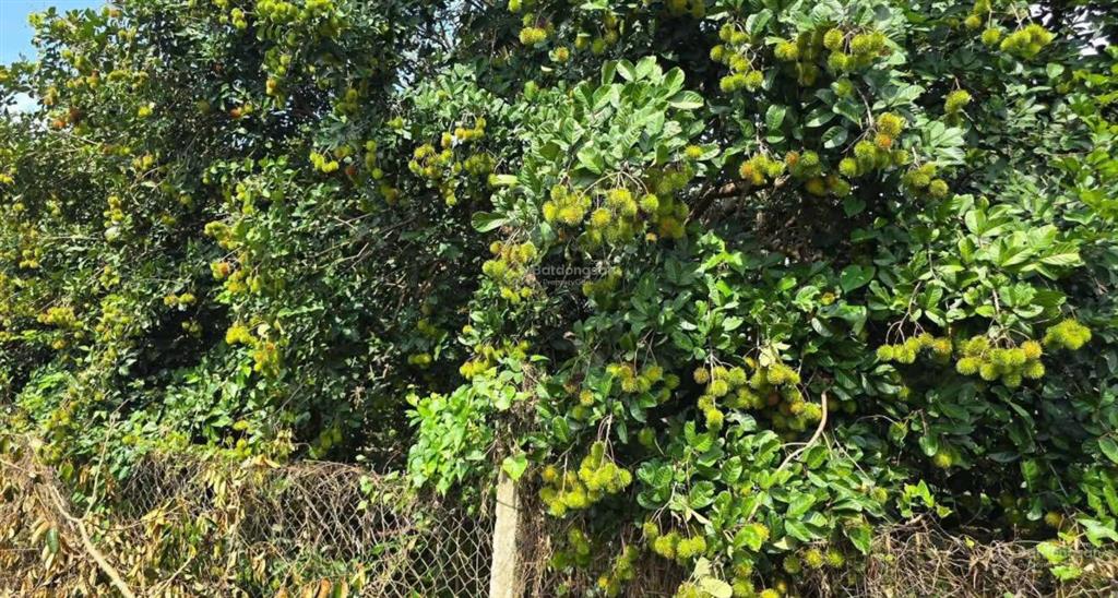 Cần sang lại mãnh vườn (4690m2) đất thổ cư shr ngay chợ dân cư hiện hữu giá 610 triệu