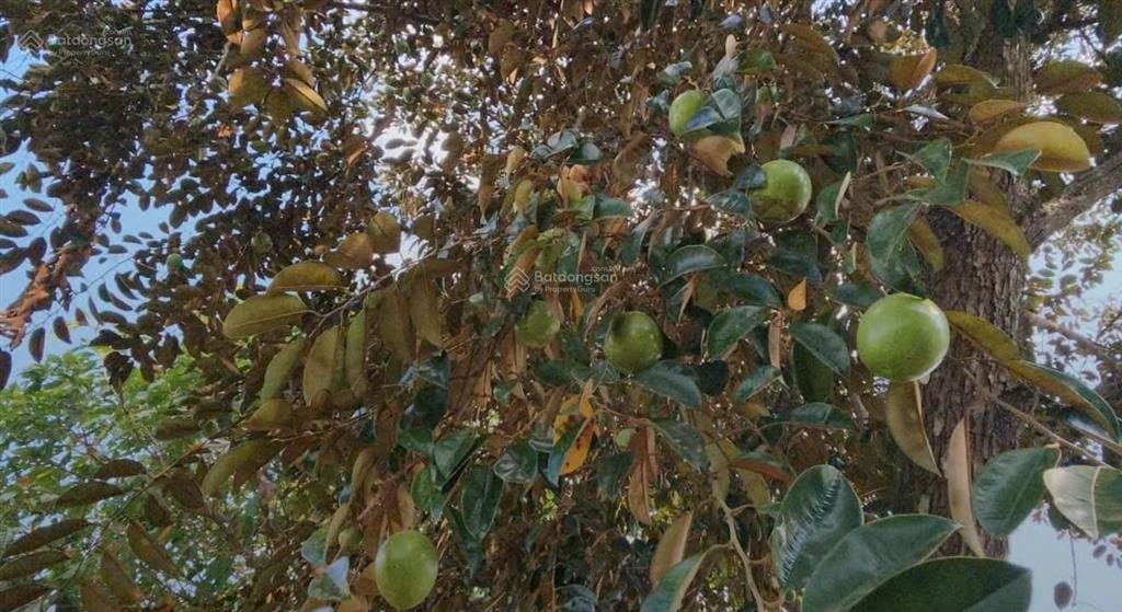 Cần sang lại mãnh vườn (4690m2) đất thổ cư shr ngay chợ dân cư hiện hữu giá 610 triệu