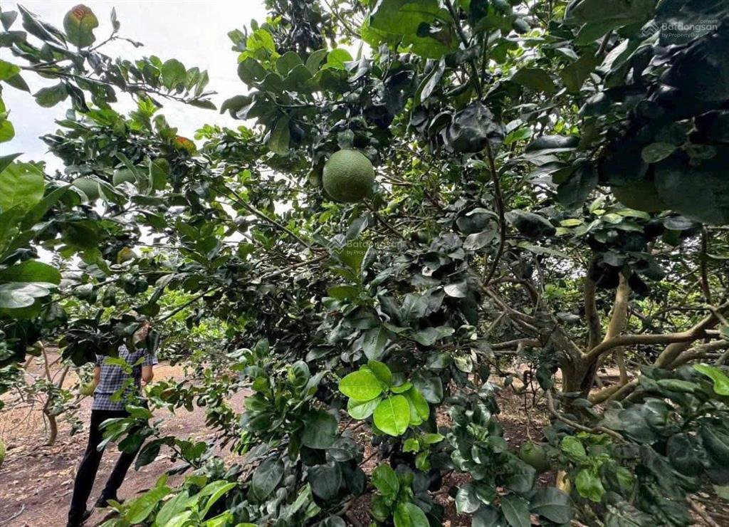 Cần sang lại mãnh vườn (4690m2) đất thổ cư shr ngay chợ dân cư hiện hữu giá 610 triệu