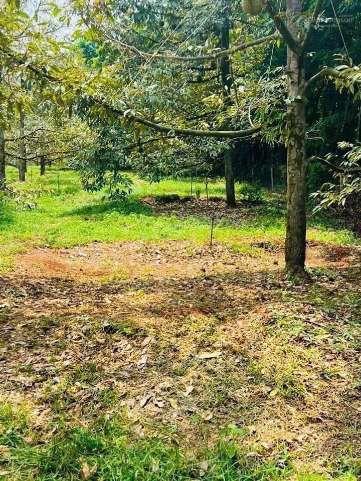 Cần sang lại mãnh vườn (4690m2) đất thổ cư shr ngay chợ dân cư hiện hữu giá 610 triệu