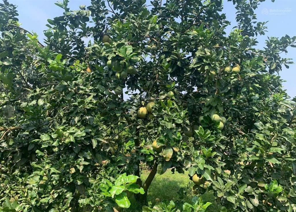 Cần sang lại mãnh vườn (4690m2) đất thổ cư shr ngay chợ dân cư hiện hữu giá 610 triệu