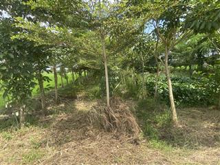 Bán đất 5460m² giá chỉ 900 triệu đường 30/4, lai vung, đồng tháp pháp lý rõ ràng