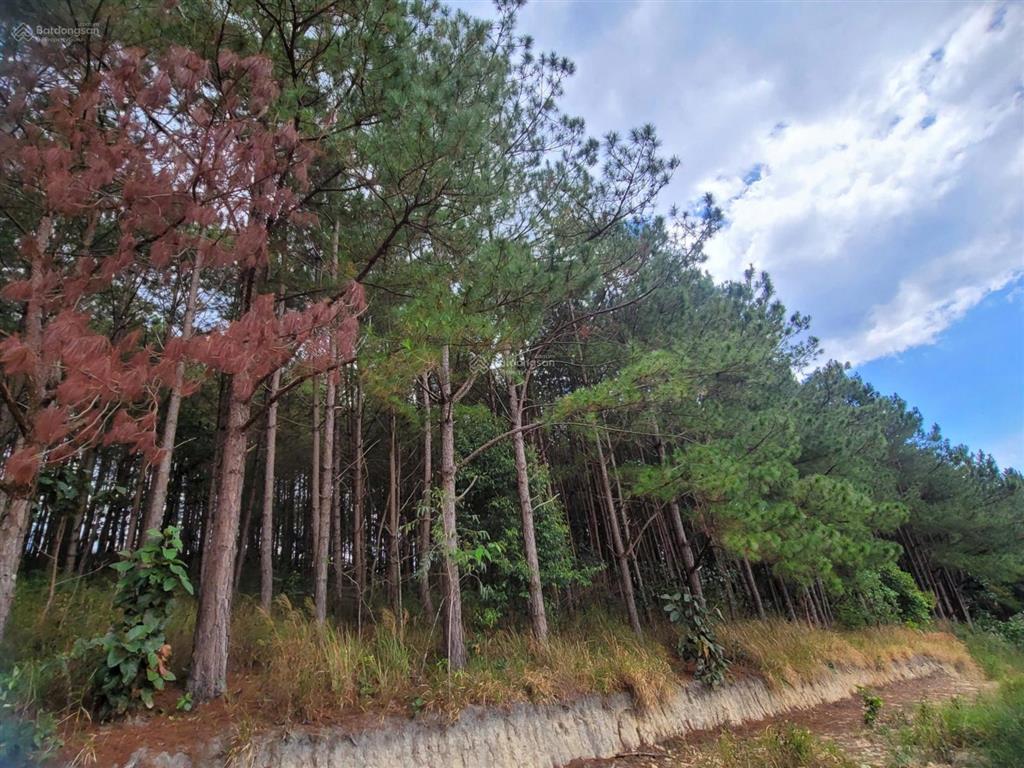Bán đất tại cam ly, đà lạt, 5,5 tỷ, 6525 m2, giá siêu hời, uy tín