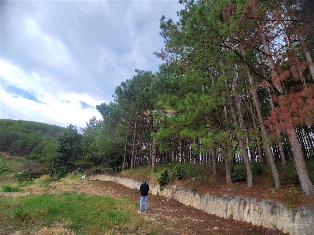 Bán đất tại cam ly, đà lạt, 5,5 tỷ, 6525 m2, giá siêu hời, uy tín