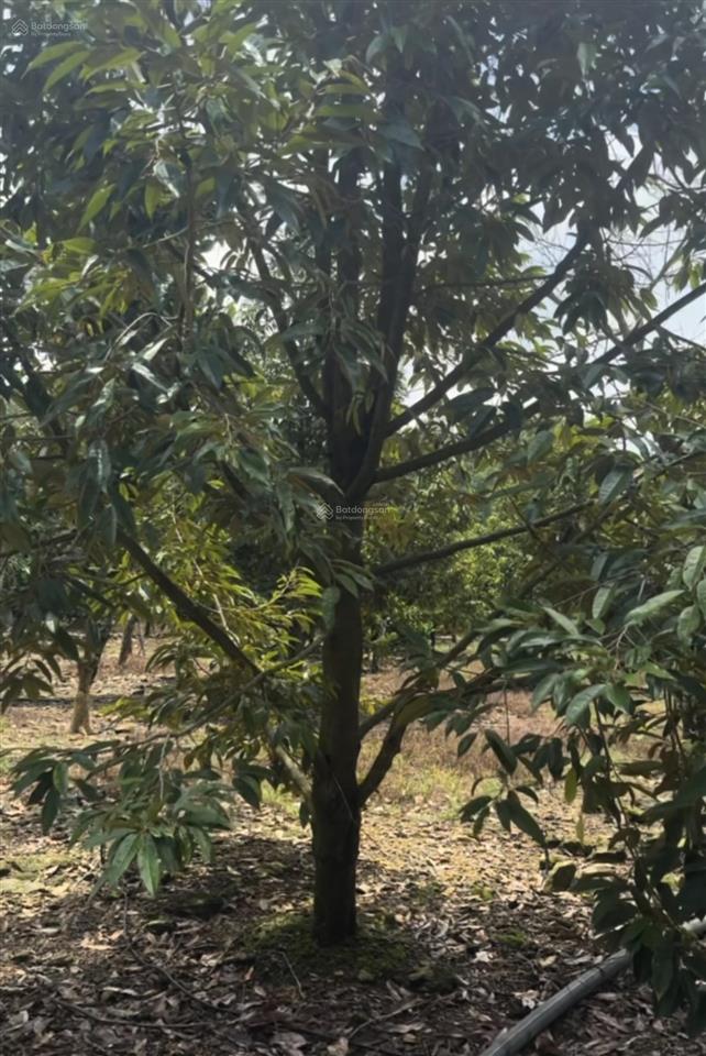 Cô lớn tuổi cần nhượng lại 1,6 ha vườn sr cho thu hoạch mạnh kèm mít thái