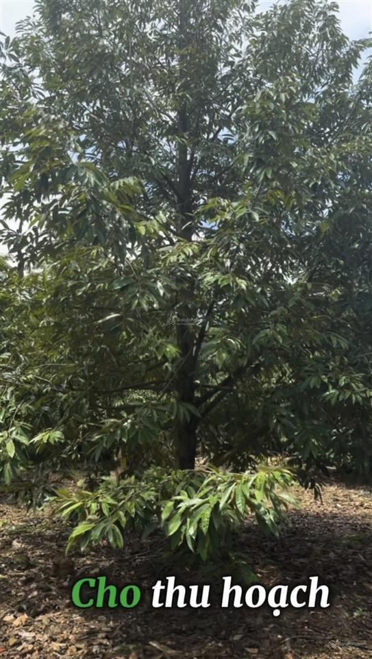 Cô lớn tuổi cần nhượng lại 1,6 ha vườn sr cho thu hoạch mạnh kèm mít thái