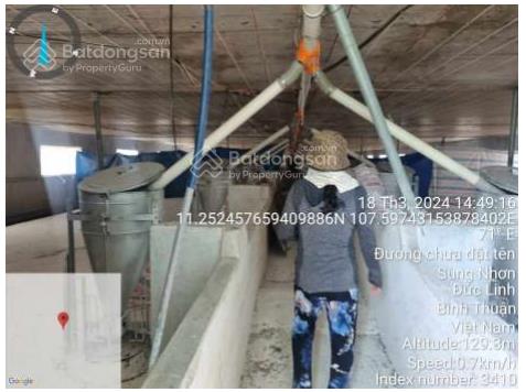 Bán trại heo sẵn khai thác sùng nhơn, đức linh, bình thuận