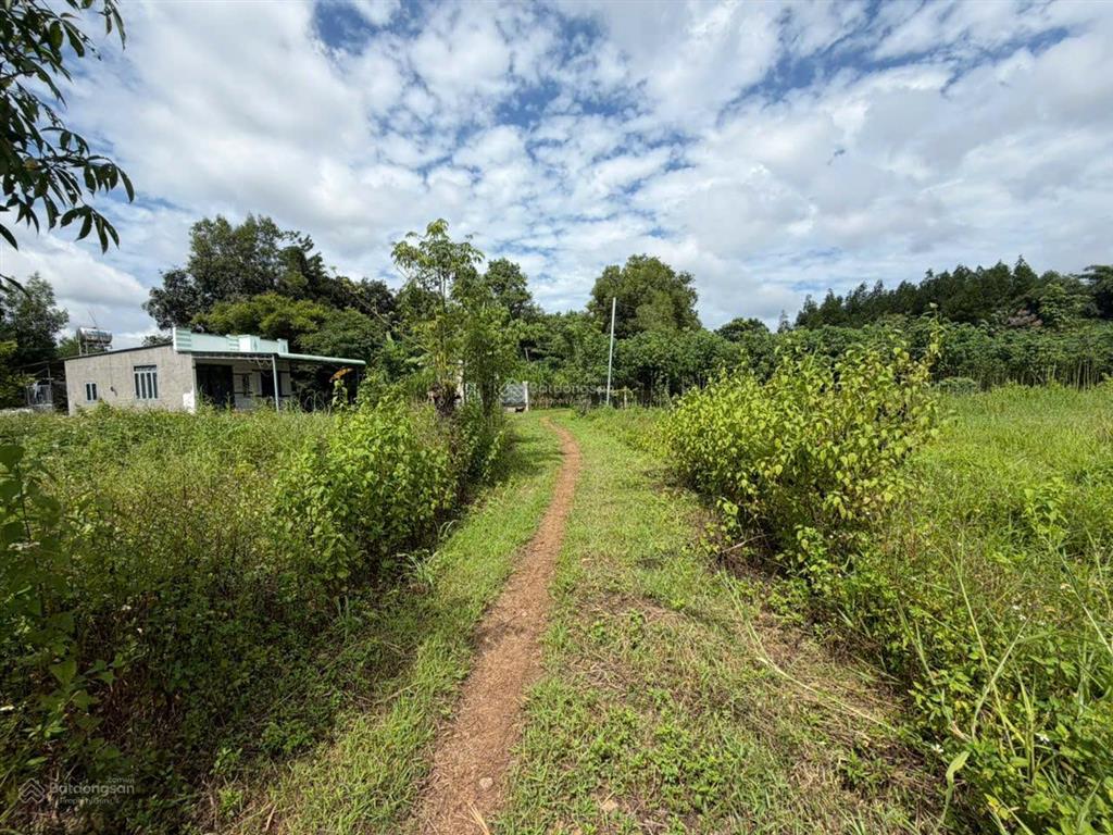 Đất lúa xuân đông, cẩm mỹ, 4.742m2, giá 2,3 tỷ