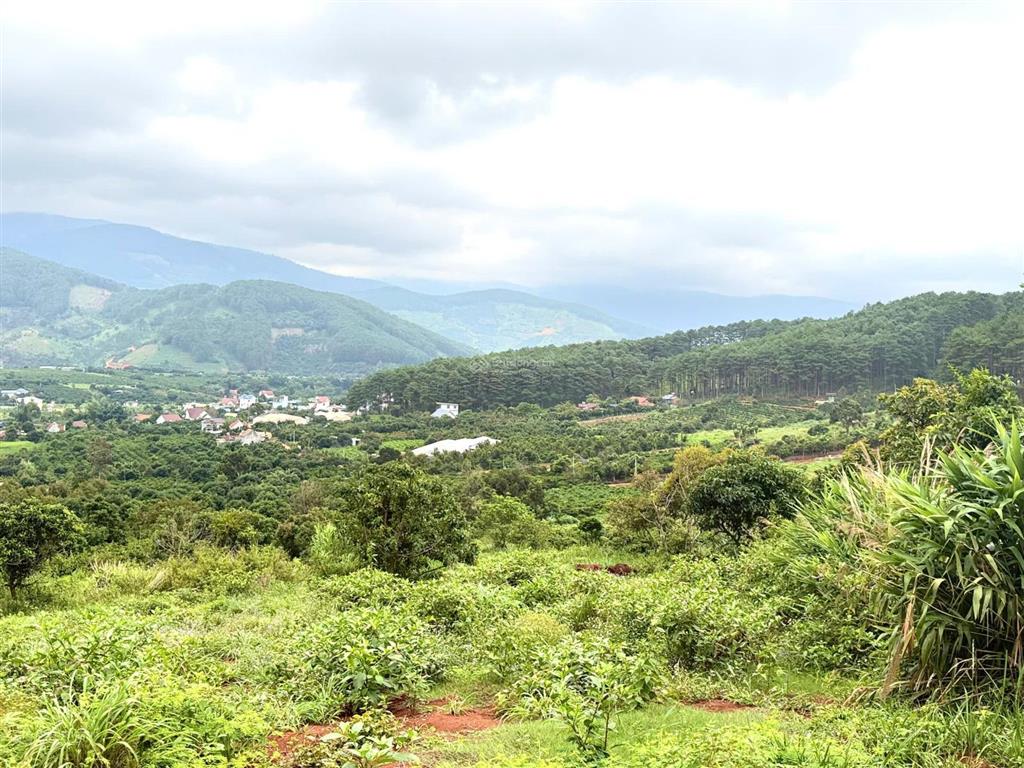 Bán nhanh 7,3 sào giáp rừng thông, view siêu đẹp ven đà lạt