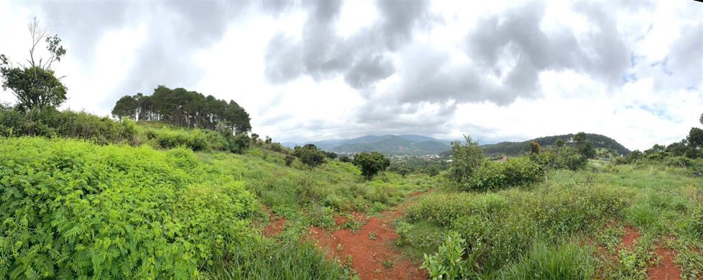 Bán nhanh 7,3 sào giáp rừng thông, view siêu đẹp ven đà lạt