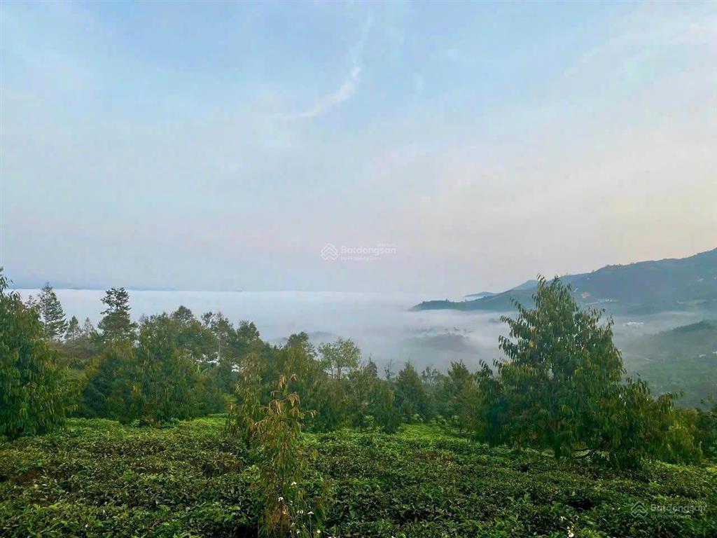 Bán đất tại quốc lộ 55, lộc thành, bảo lâm giá chỉ 2,05 triệu / m2, 1000 m2 view săn mây đồi trà