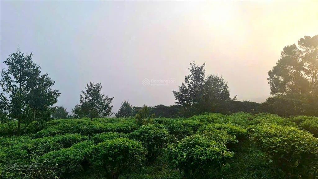 Bán đất tại quốc lộ 55, lộc thành, bảo lâm giá chỉ 2,05 triệu / m2, 1000 m2 view săn mây đồi trà