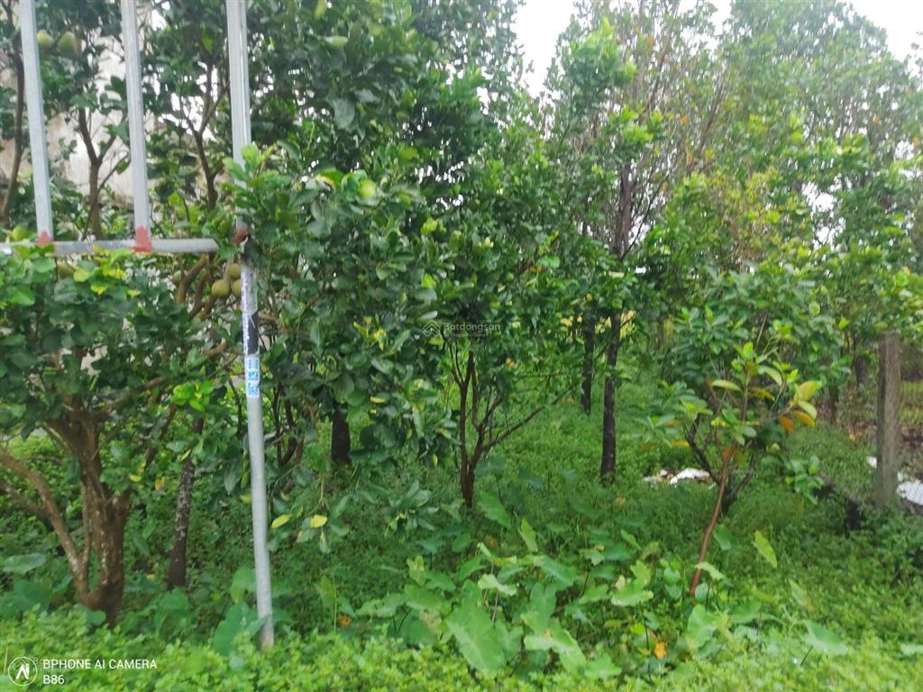 Bán 600m2 đất vườn có sổ hồng chỉ 893 triệu đồng