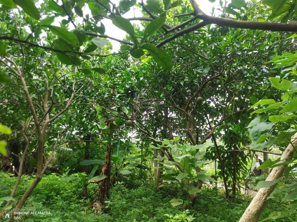 Cần bán thửa đất ngã ba 2 mặt tiền, 250m2 đất vườn mít bưởi gần cầu 72 đang xây, giảm sâu