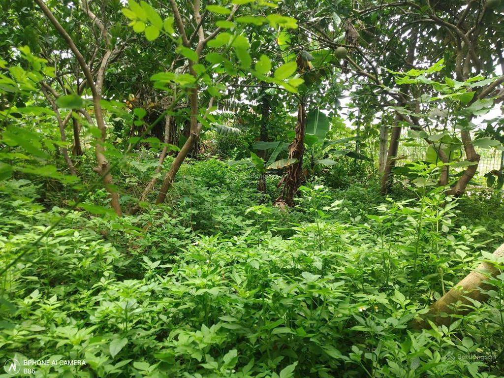 Cần bán thửa đất ngã ba 2 mặt tiền, 250m2 đất vườn mít bưởi gần cầu 72 đang xây, giảm sâu