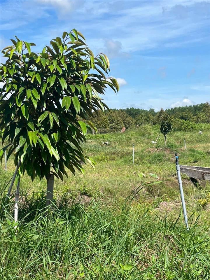 CHÍNH CHỦ BÁN 7.000M² ĐẤT NHÀ VƯỜN GẦN KCN PHƯỚC ĐÔNG – MẶT TIỀN 54M - HUYỆN GÒ DẦU, TÂY