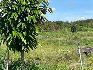 CHÍNH CHỦ BÁN 7.000M² ĐẤT NHÀ VƯỜN GẦN KCN PHƯỚC ĐÔNG – MẶT TIỀN 54M - HUYỆN GÒ DẦU, TÂY