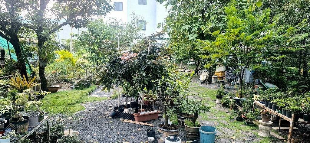 Biệt thự sân vườn hẻm xe hơi tx25 505m2 giá 11.8 tỷ thương lượng diện tích 11x41m (505m2)