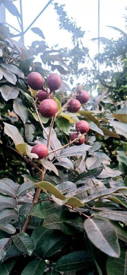 Biệt thự sân vườn hẻm xe hơi tx25 505m2 giá 11.8 tỷ thương lượng diện tích 11x41m (505m2)