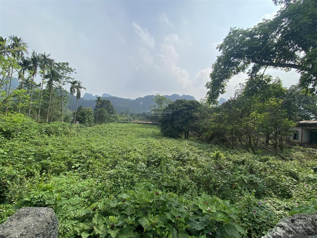 Cần bán nhanh mảnh đất 5000m2