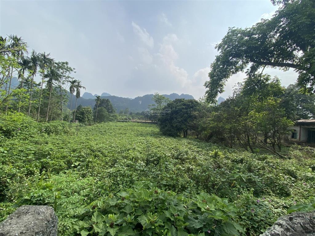 Cần bán nhanh mảnh đất 5000m2