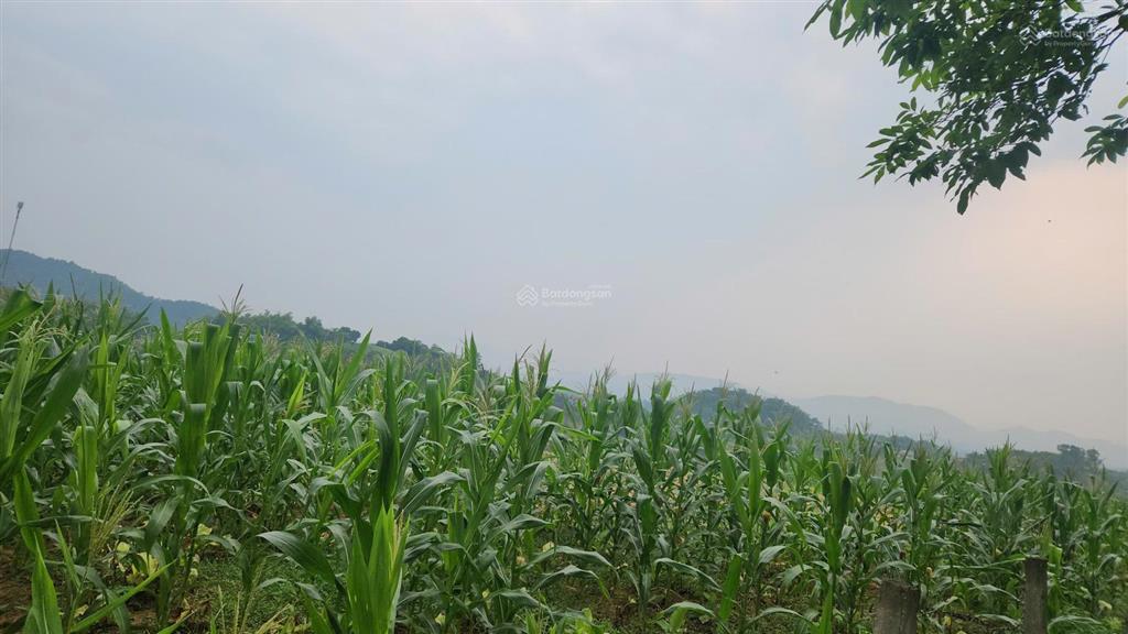 Chính chủ cần bán lô đất thuộc minh quang, ba vì, có thể làm nghỉ dưỡng hoặc kho xưởng đều tiện