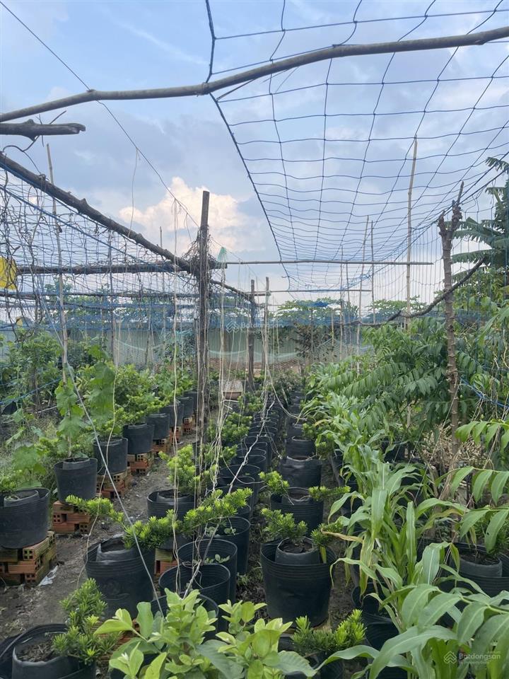 Gần ngã ba giồng  1/ dương công khi  12x61m