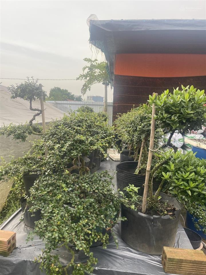 Gần ngã ba giồng  1/ dương công khi  12x61m