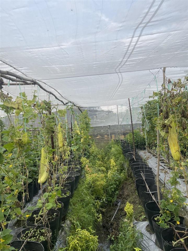 Gần ngã ba giồng  1/ dương công khi  12x61m