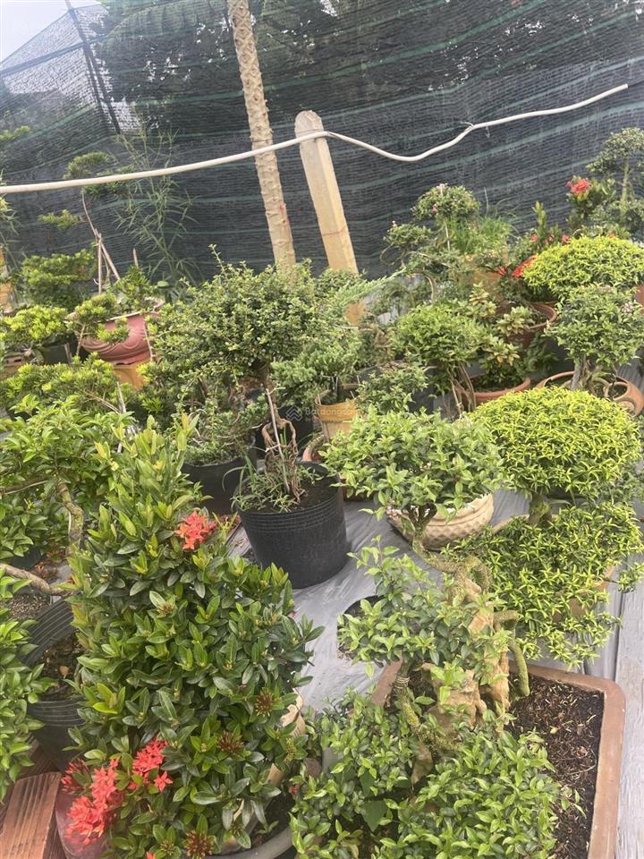 Gần ngã ba giồng  1/ dương công khi  12x61m