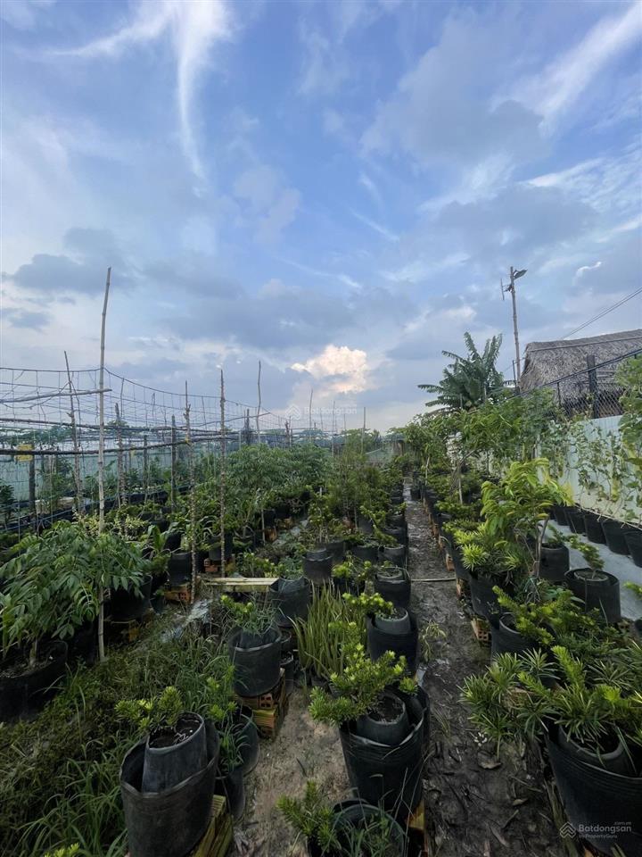 Gần ngã ba giồng  1/ dương công khi  12x61m