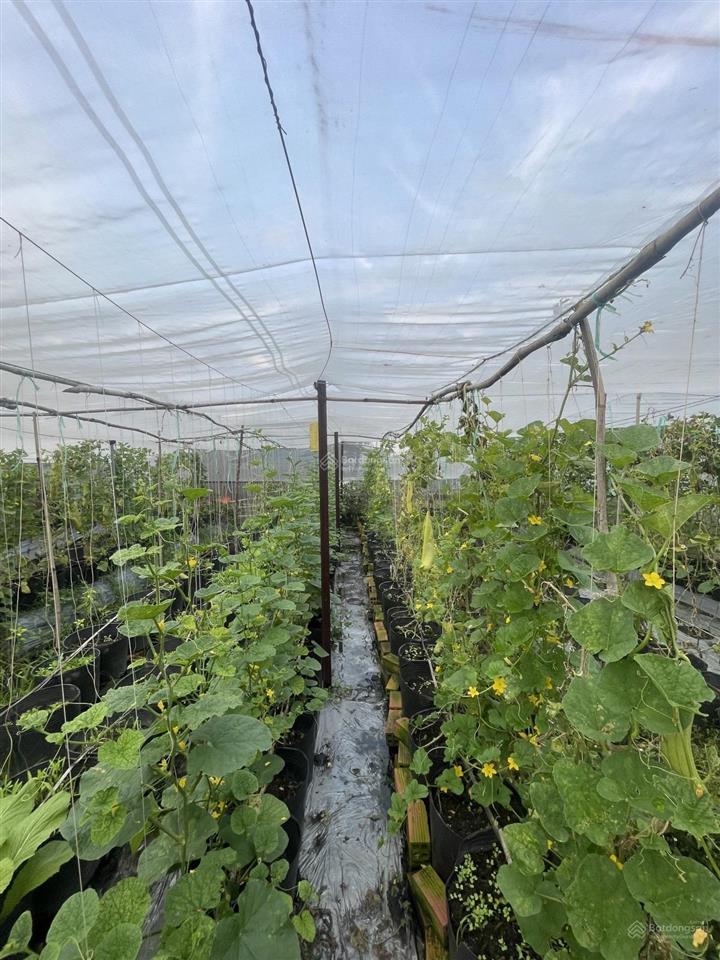 Gần ngã ba giồng  1/ dương công khi  12x61m