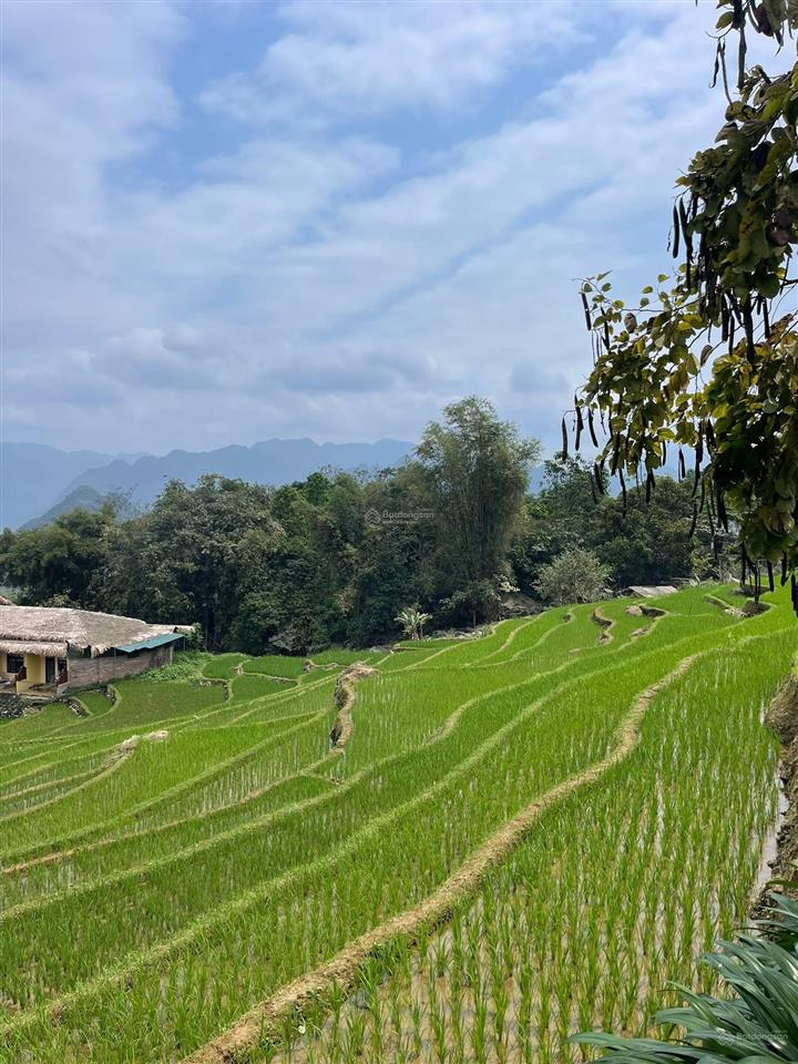 3200m2 (300m2 thổ cư). giá 8.2 tr/m2 có thương lượng