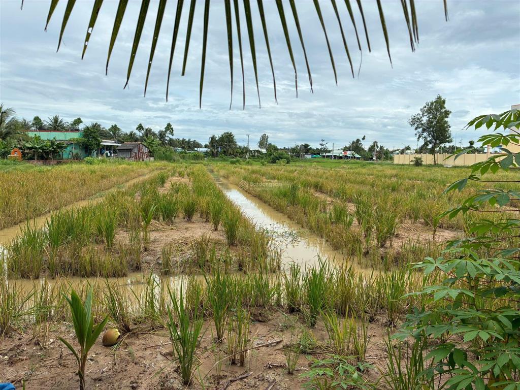 Bán đất cạnh trường tiểu học nguyễn thị tốt, tổng diện tích 5796m2, có 300m2 thổ cư.