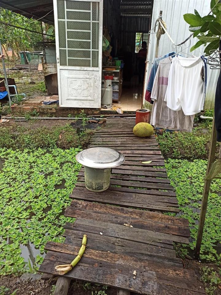 Cần thơ (hậu giang cũ) 1ty290tr, nhà vườn cây ăn trái 1935m2 (31*60)