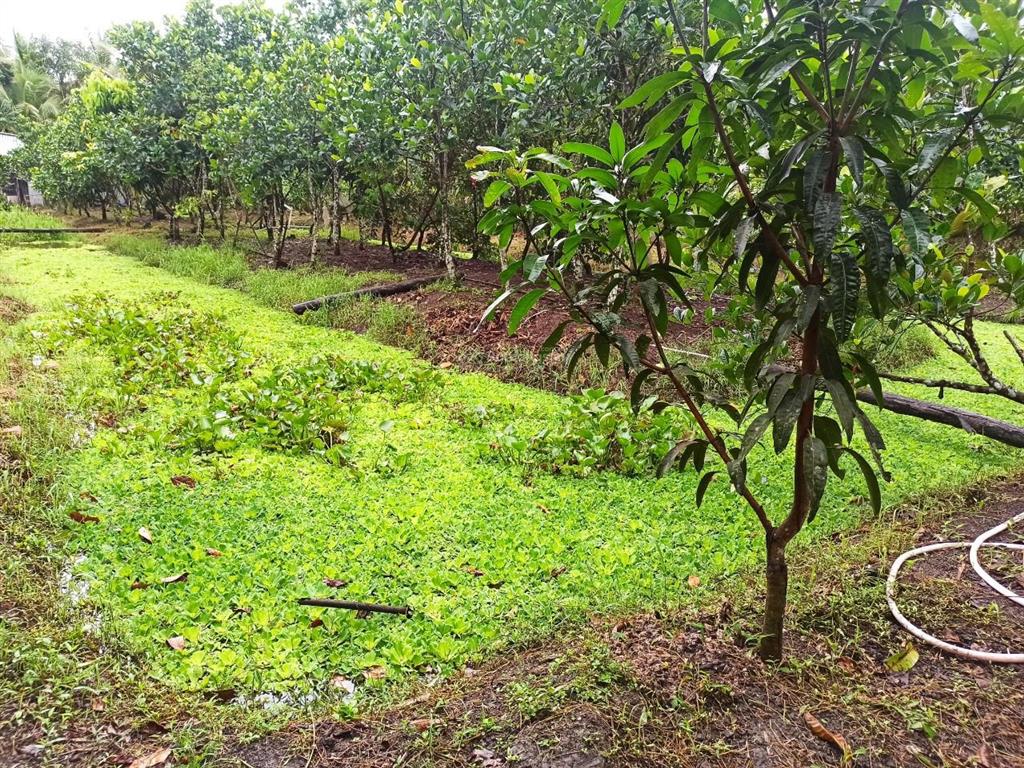 Cần thơ (hậu giang cũ) 1ty290tr, nhà vườn cây ăn trái 1935m2 (31*60)