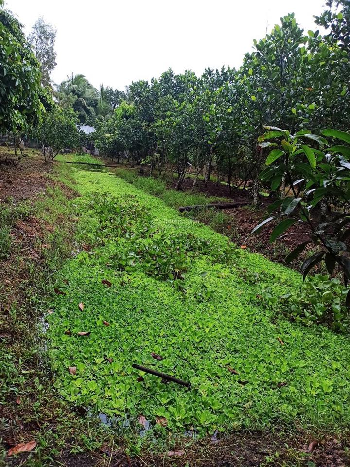 Cần thơ (hậu giang cũ) 1ty290tr, nhà vườn cây ăn trái 1935m2 (31*60)