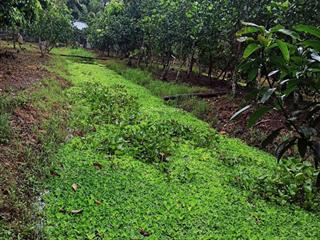 Cần thơ (hậu giang cũ) 1ty290tr, nhà vườn cây ăn trái 1935m2 (31*60)