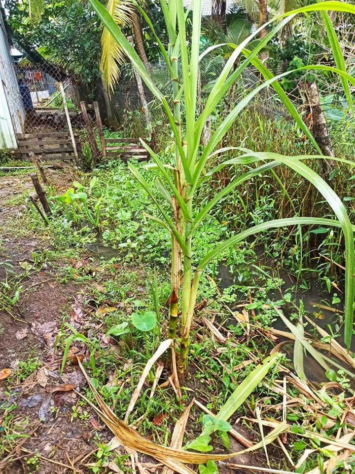 Cần thơ (hậu giang cũ) 1ty290tr, nhà vườn cây ăn trái 1935m2 (31*60)