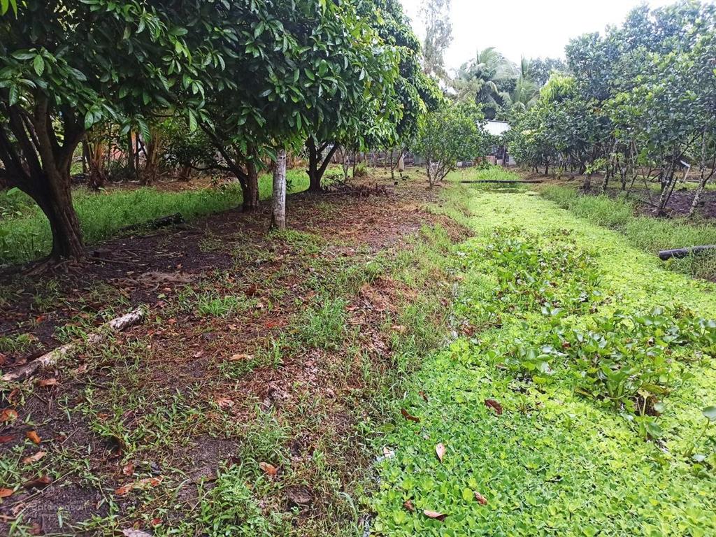 Cần thơ (hậu giang cũ) 1ty290tr, nhà vườn cây ăn trái 1935m2 (31*60)