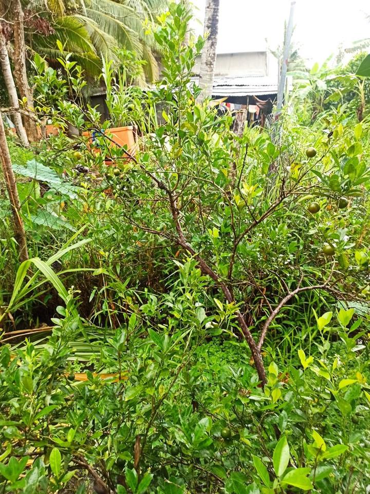 Cần thơ (hậu giang cũ) 1ty290tr, nhà vườn cây ăn trái 1935m2 (31*60)