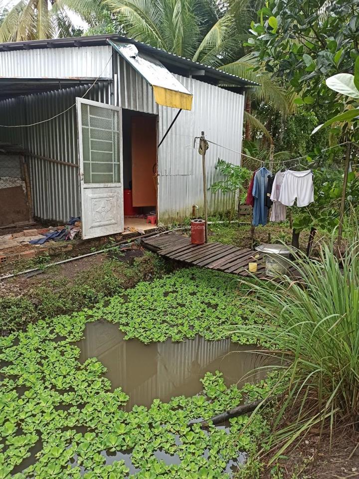 Cần thơ (hậu giang cũ) 1ty290tr, nhà vườn cây ăn trái 1935m2 (31*60)